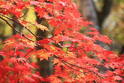 紅桜公園の紅葉