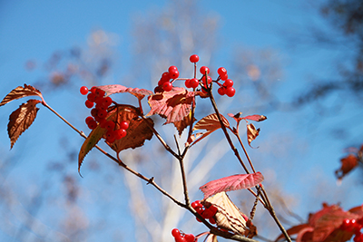 紅桜公園の紅葉その2