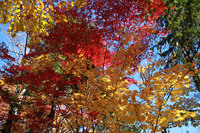 紅桜公園の紅葉その3