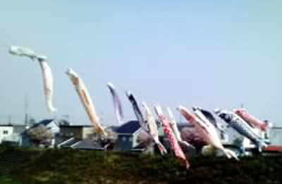 koinobori.jpg